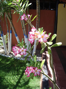 Jardín de la Posada Villa del Sol